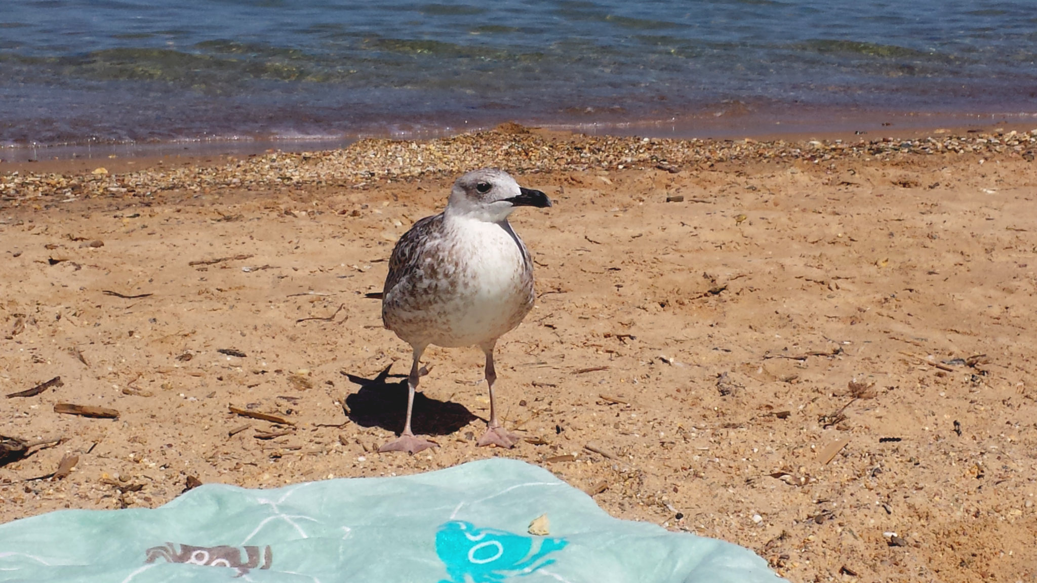 Hemaposesesvalises_une_journee_a_porquerolles_goeland_blog2