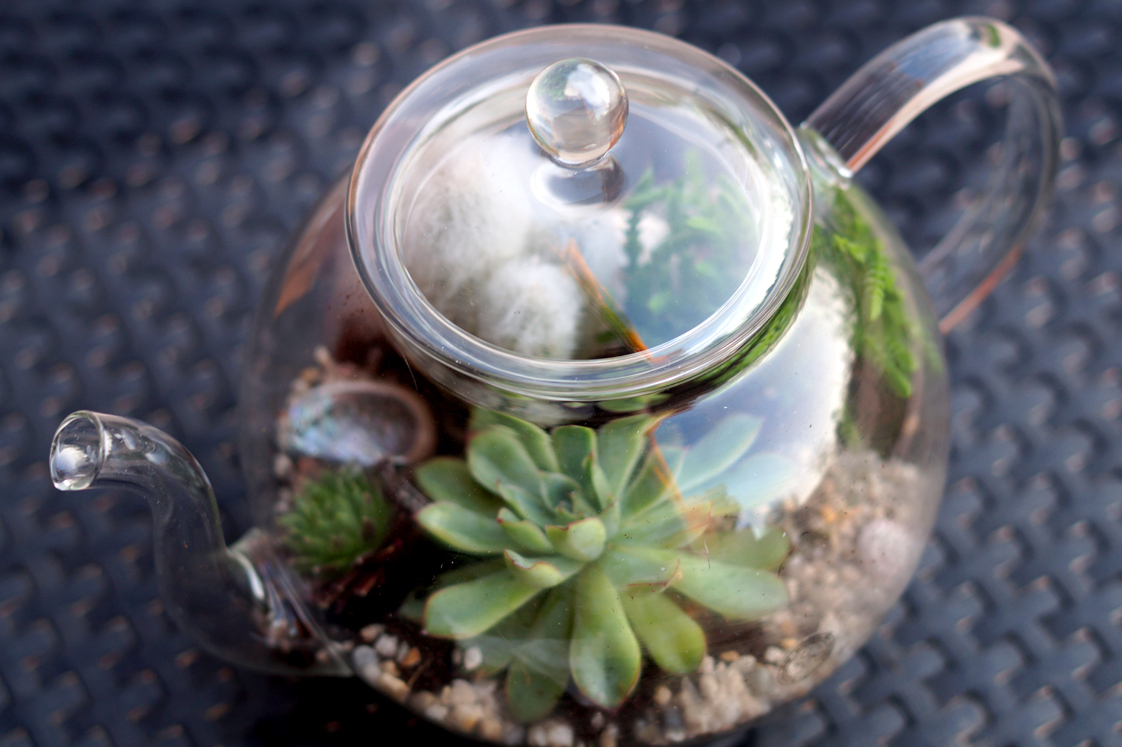 DIY : La théière terrarium