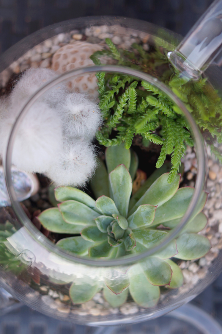 Hema_pose_ses_valises_jardin_d'intérieur_terrarium_theiere_diy_7