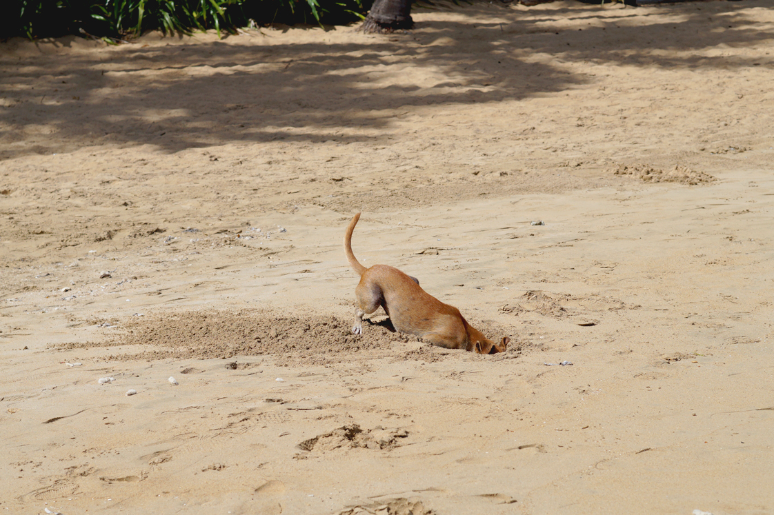 Hema_pose_ses_valises_republique_dominicaine_las_terrenas_chien_5