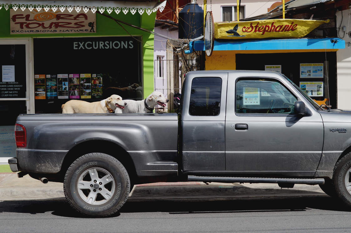 Hema_pose_ses_valises_republique_dominicaine_las_terrenas_dogs_7