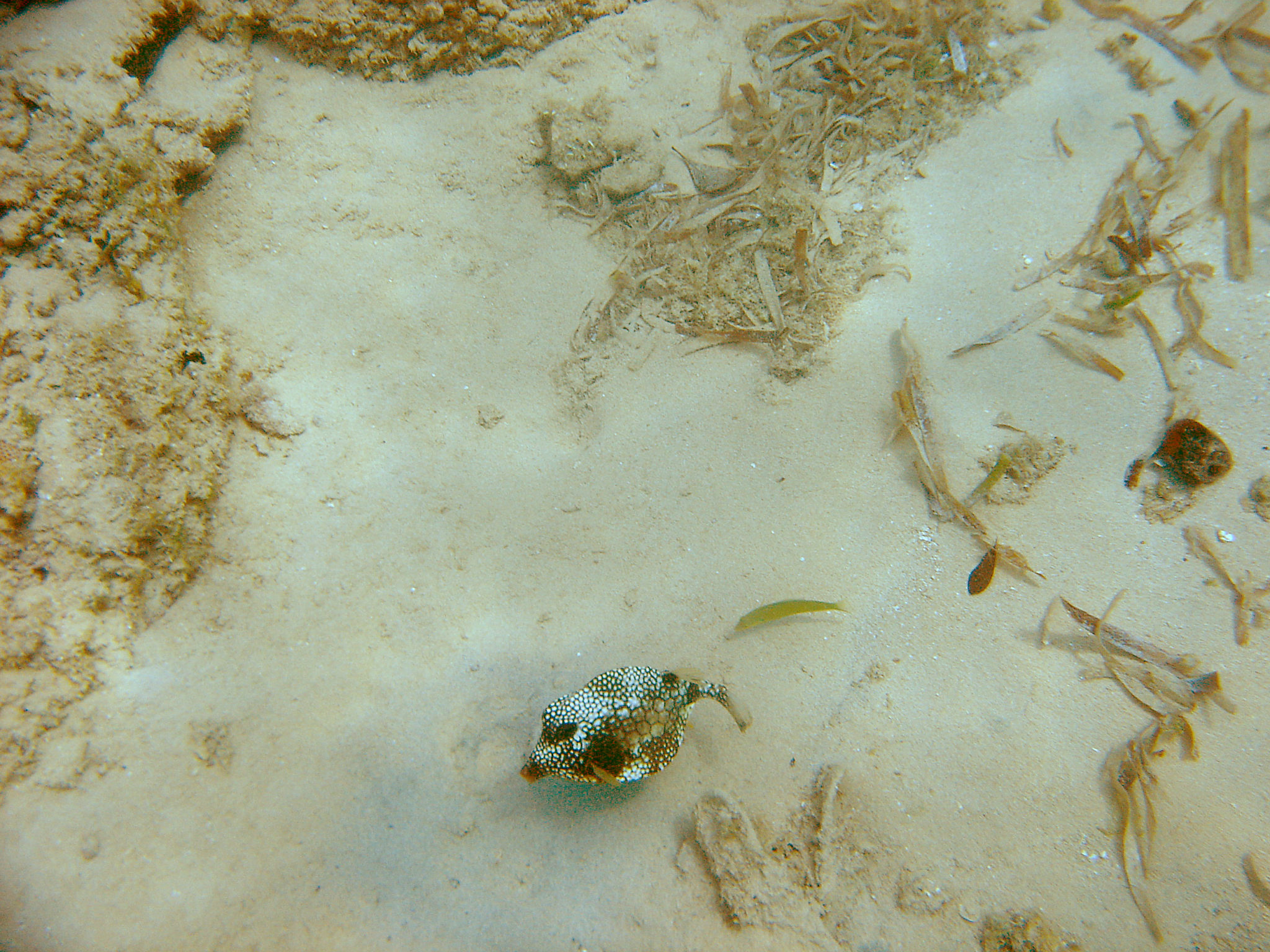 Hema_pose_ses_valises_republique_dominicaine_sosua_snorkeling_underwater_fish