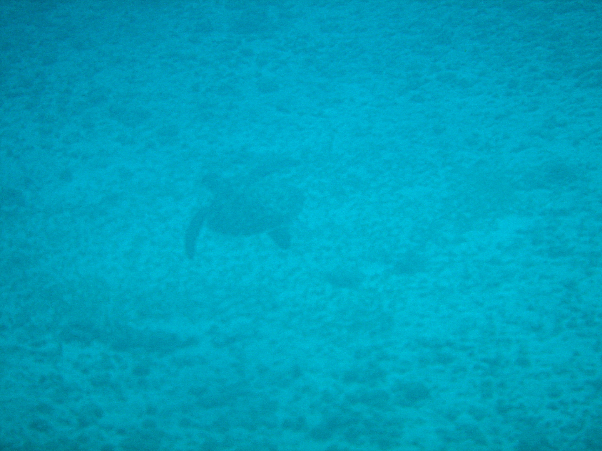 Hema_pose_ses_valises_republique_dominicaine_sosua_snorkeling_underwater_turtle