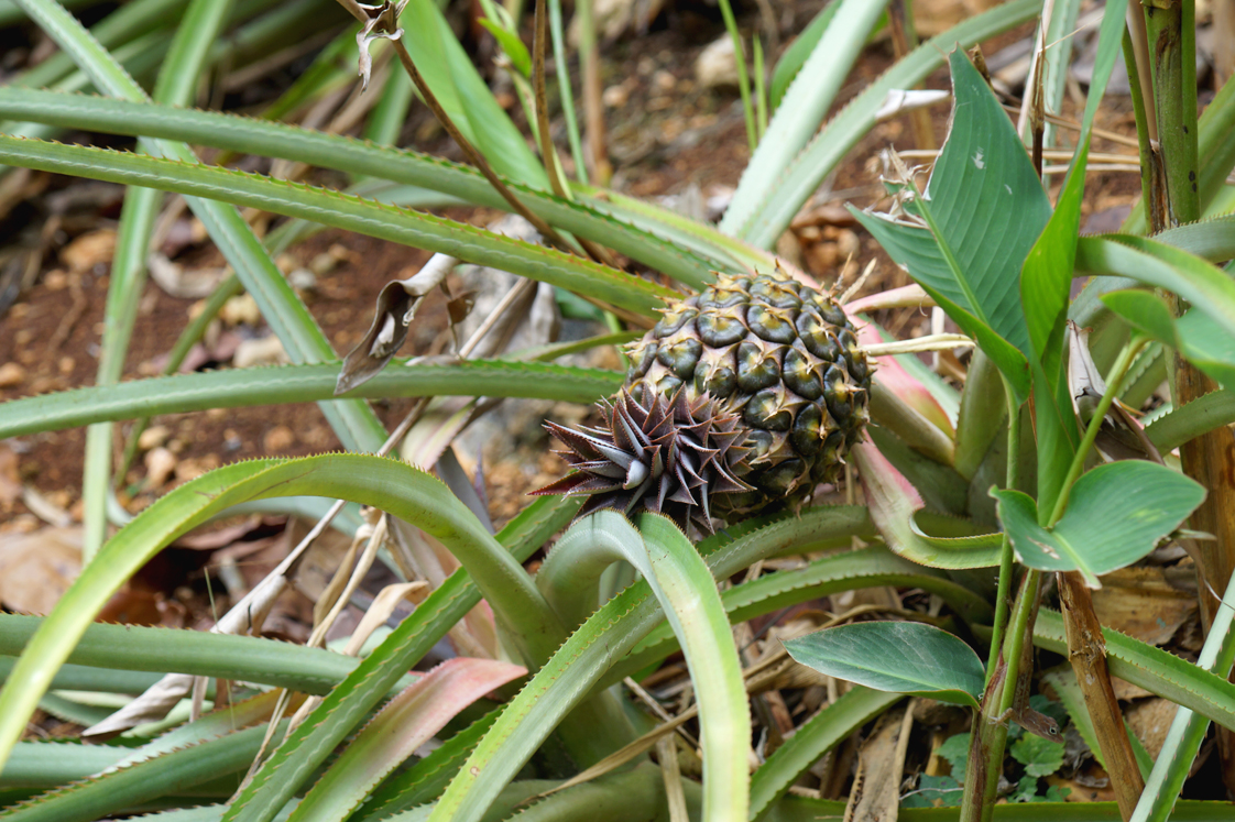 Hema_pose_ses_valises_voyage_roadtrip_trekking_limon_republique_dominicaine_ananas