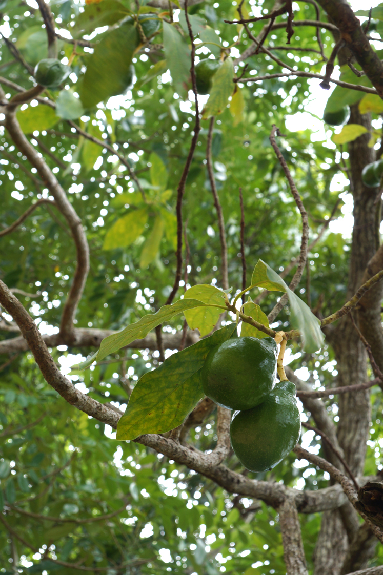 Hema_pose_ses_valises_voyage_roadtrip_trekking_limon_republique_dominicaine_avocat