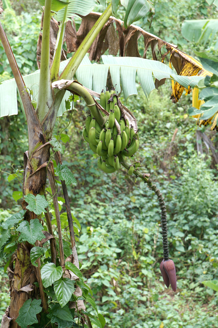 Hema_pose_ses_valises_voyage_roadtrip_trekking_limon_republique_dominicaine_bananier