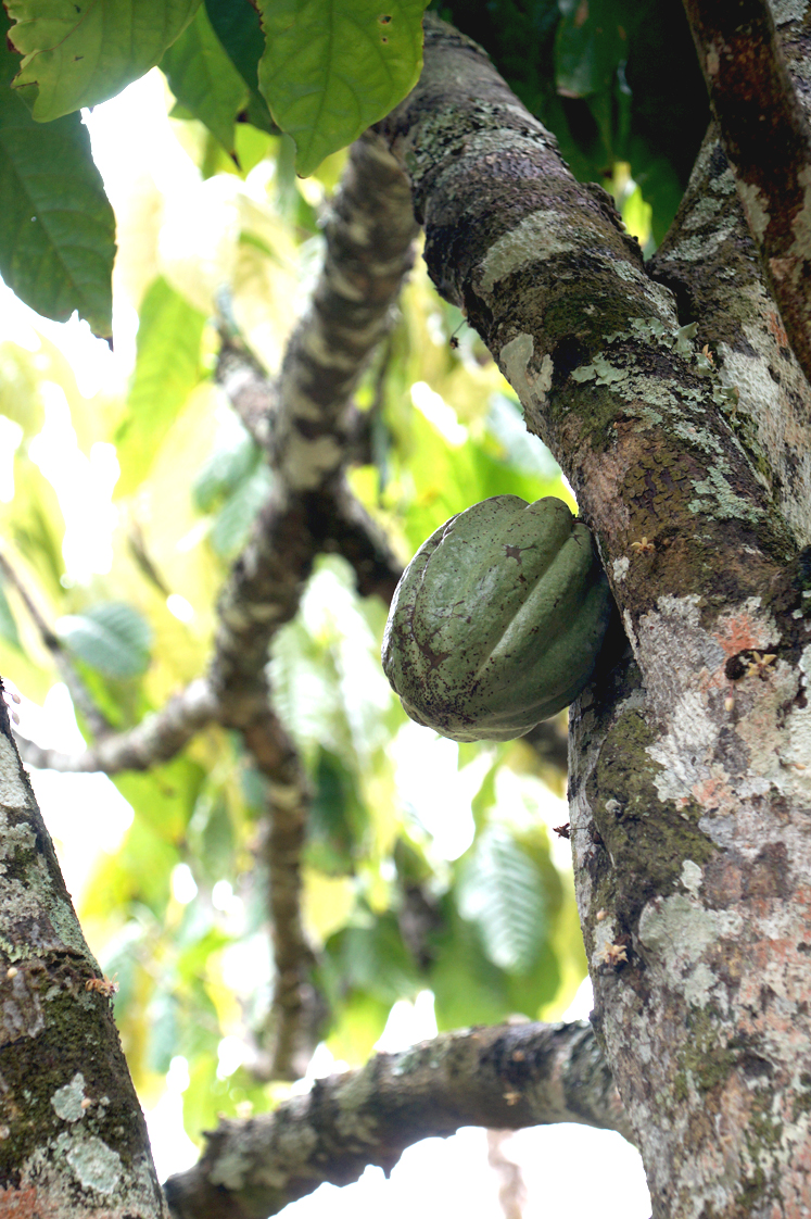 Hema_pose_ses_valises_voyage_roadtrip_trekking_limon_republique_dominicaine_cacao