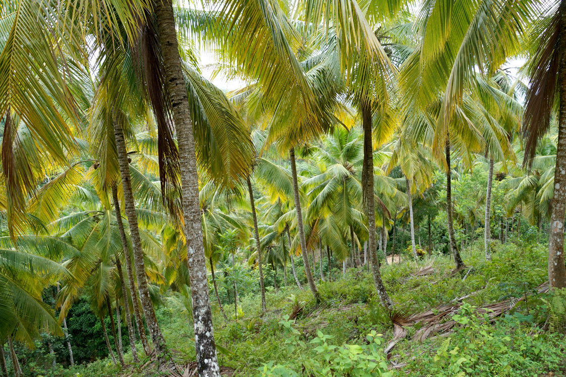 Hema_pose_ses_valises_voyage_roadtrip_trekking_limon_republique_dominicaine_cocotiers