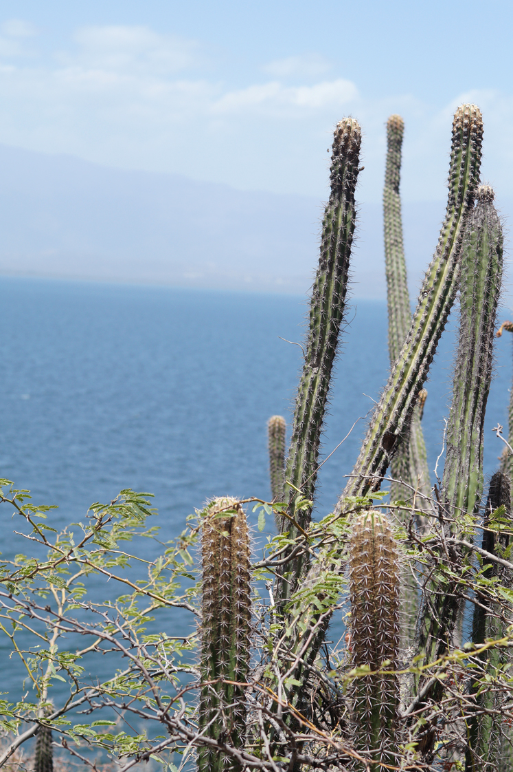 Republique_dominicaine_lago_enriquillo_las_caritas_escalier_cactus_vue