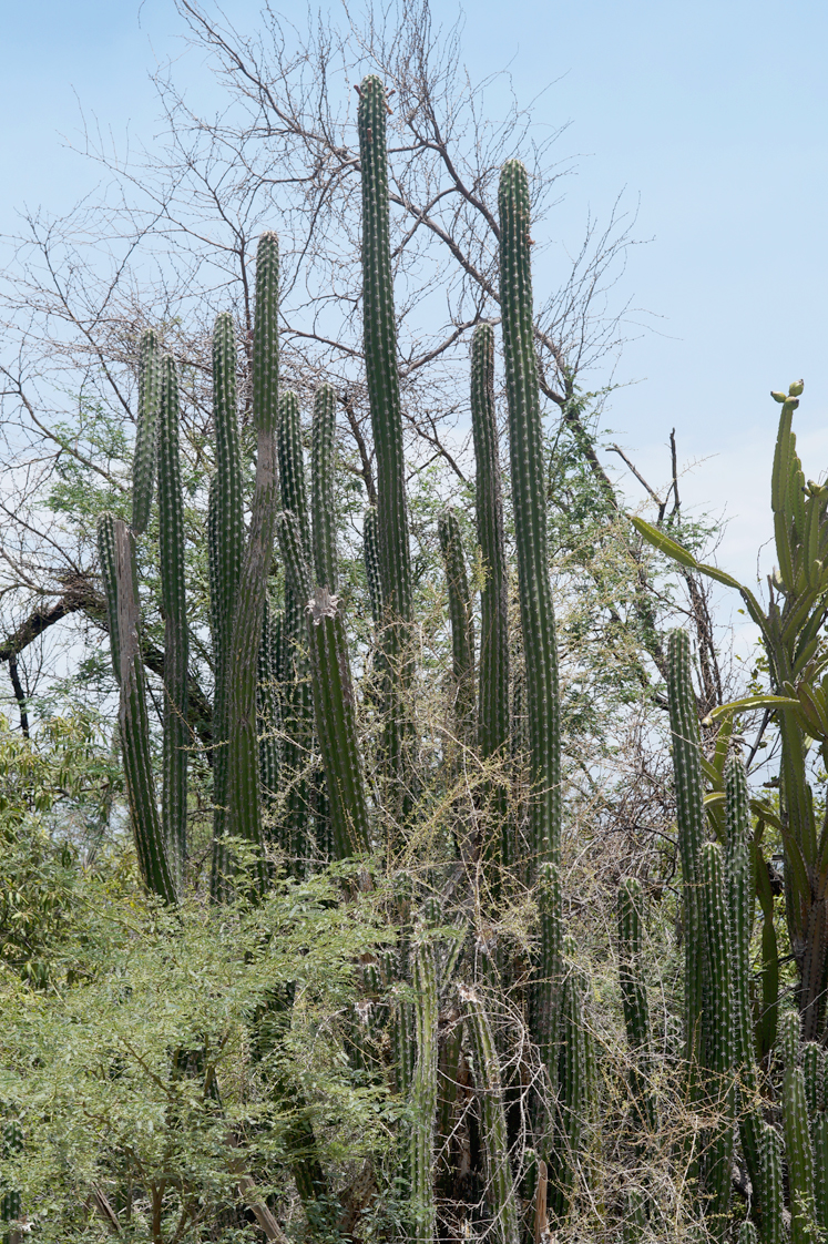 Republique_dominicaine_lago_enriquillo_paysage_mangrove_cactus