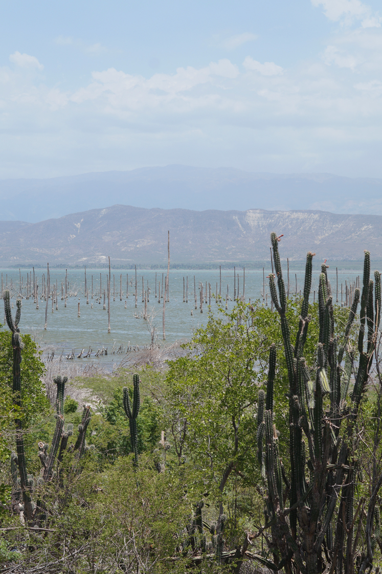 Republique_dominicaine_lago_enriquillo_paysage_mangrove_cactus_side