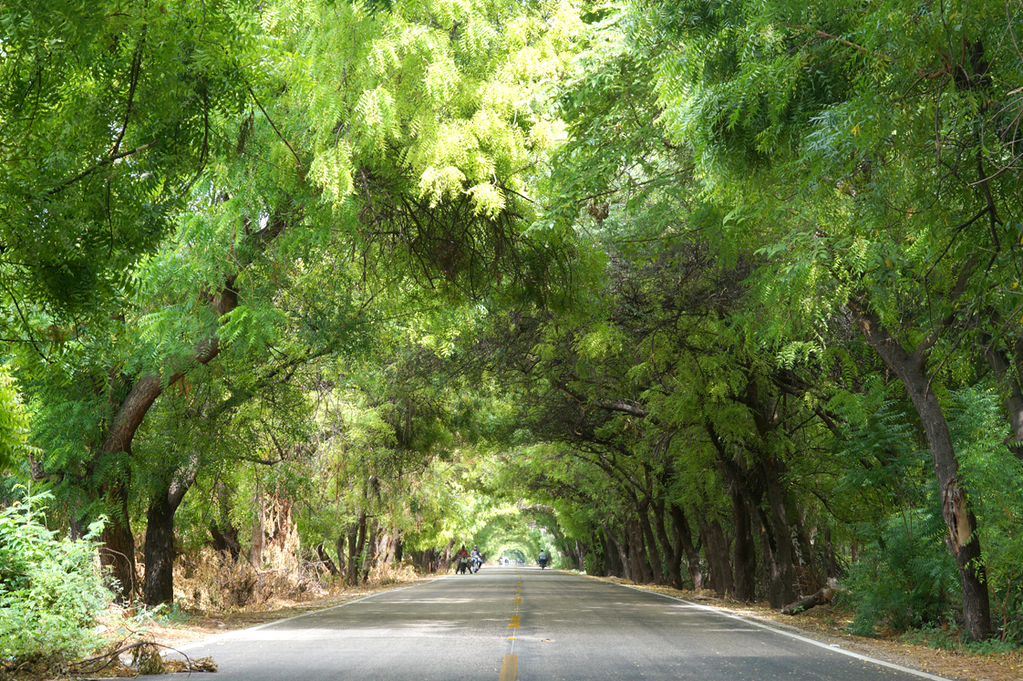 Republique_dominicaine_route_lago_enriquillo_allee_arbres_verts