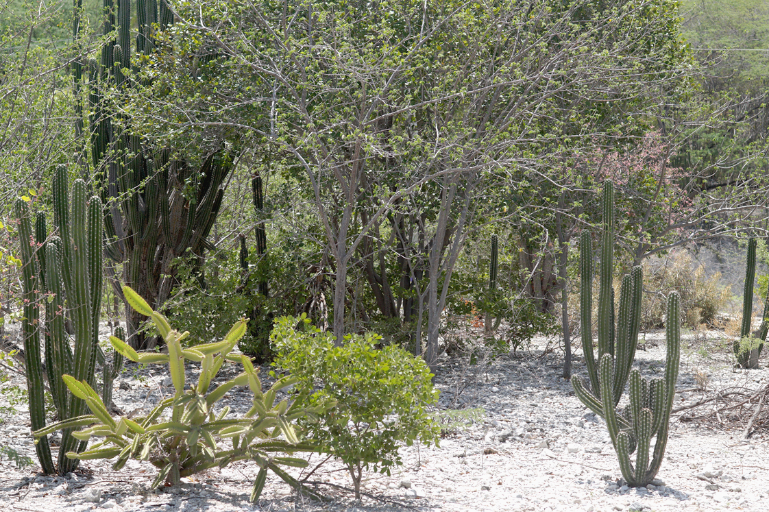 Republique_dominicaine_route_lago_enriquillo_cactus_plante_nature