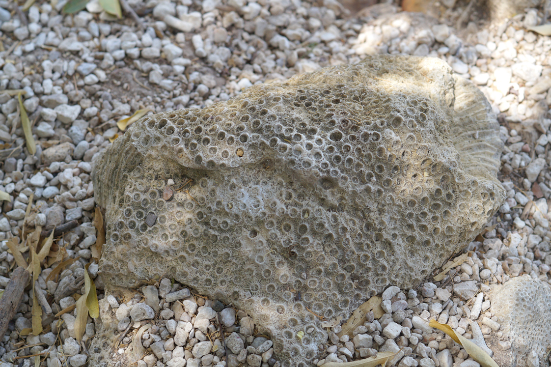 Republique_dominicaine_route_lago_enriquillo_fossil