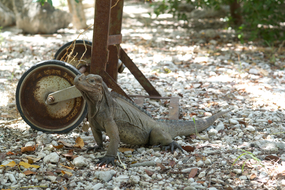 Republique_dominicaine_route_lago_enriquillo_iguane_entree