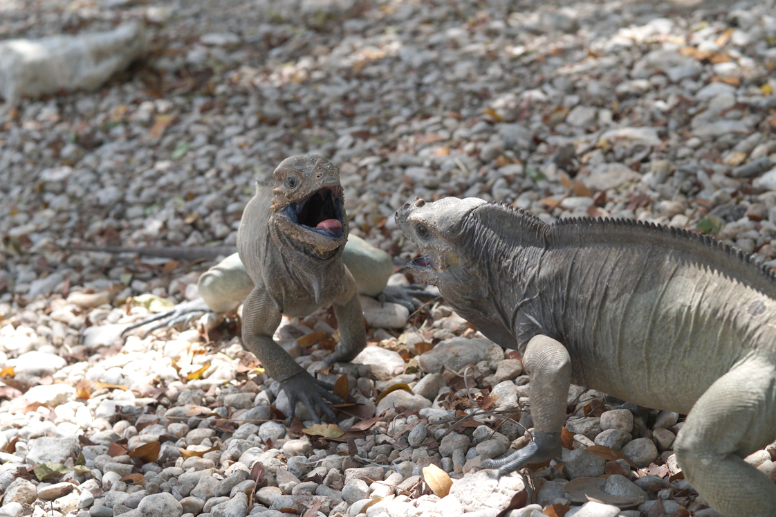 Republique_dominicaine_route_lago_enriquillo_iguanes_dispute