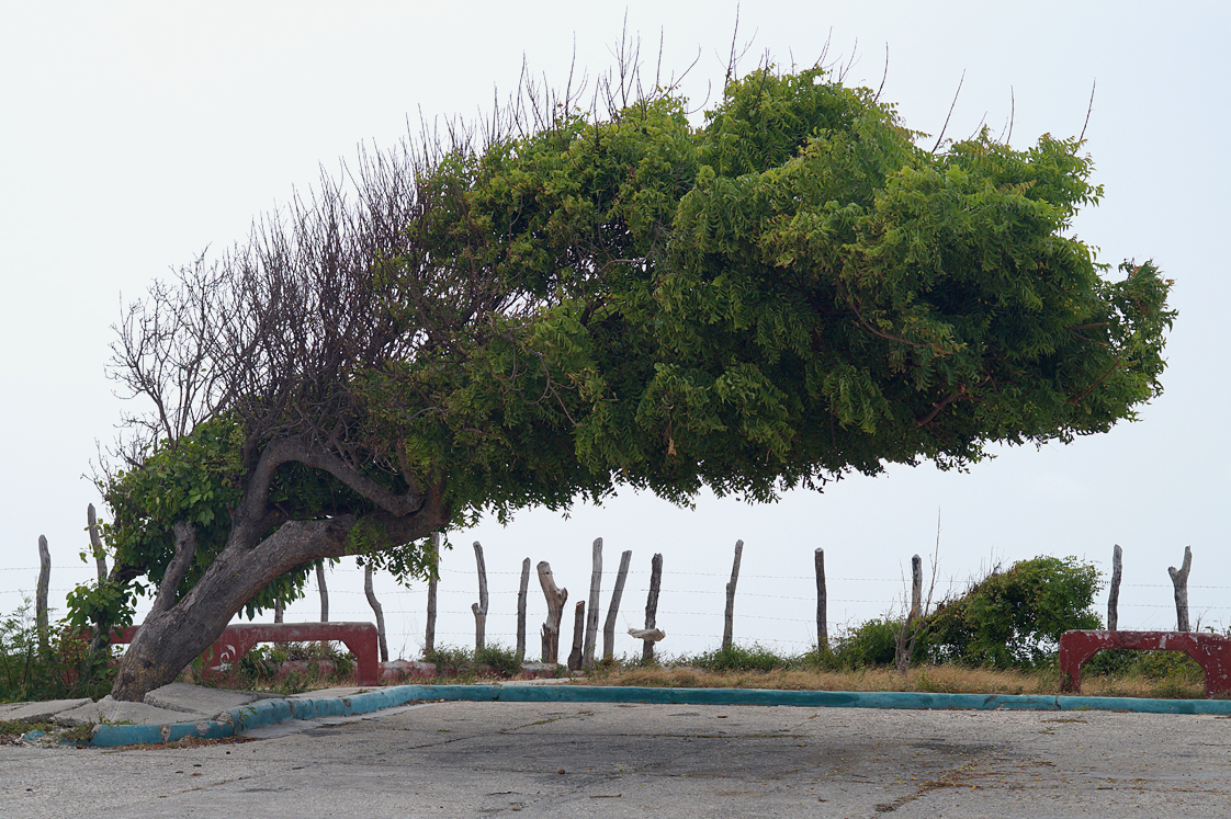 Roadtrip_republique_dominicaine_arbre_penchee_route_sud