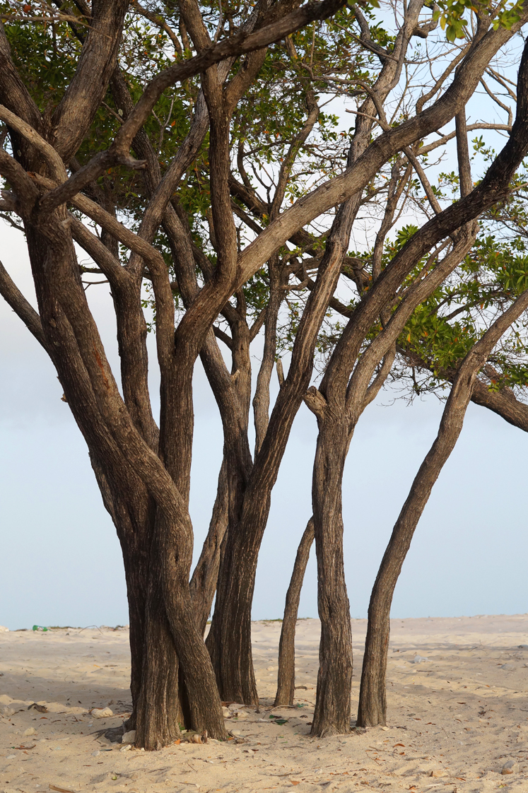 Roadtrip_republique_dominicaine_barahona_beach_trees