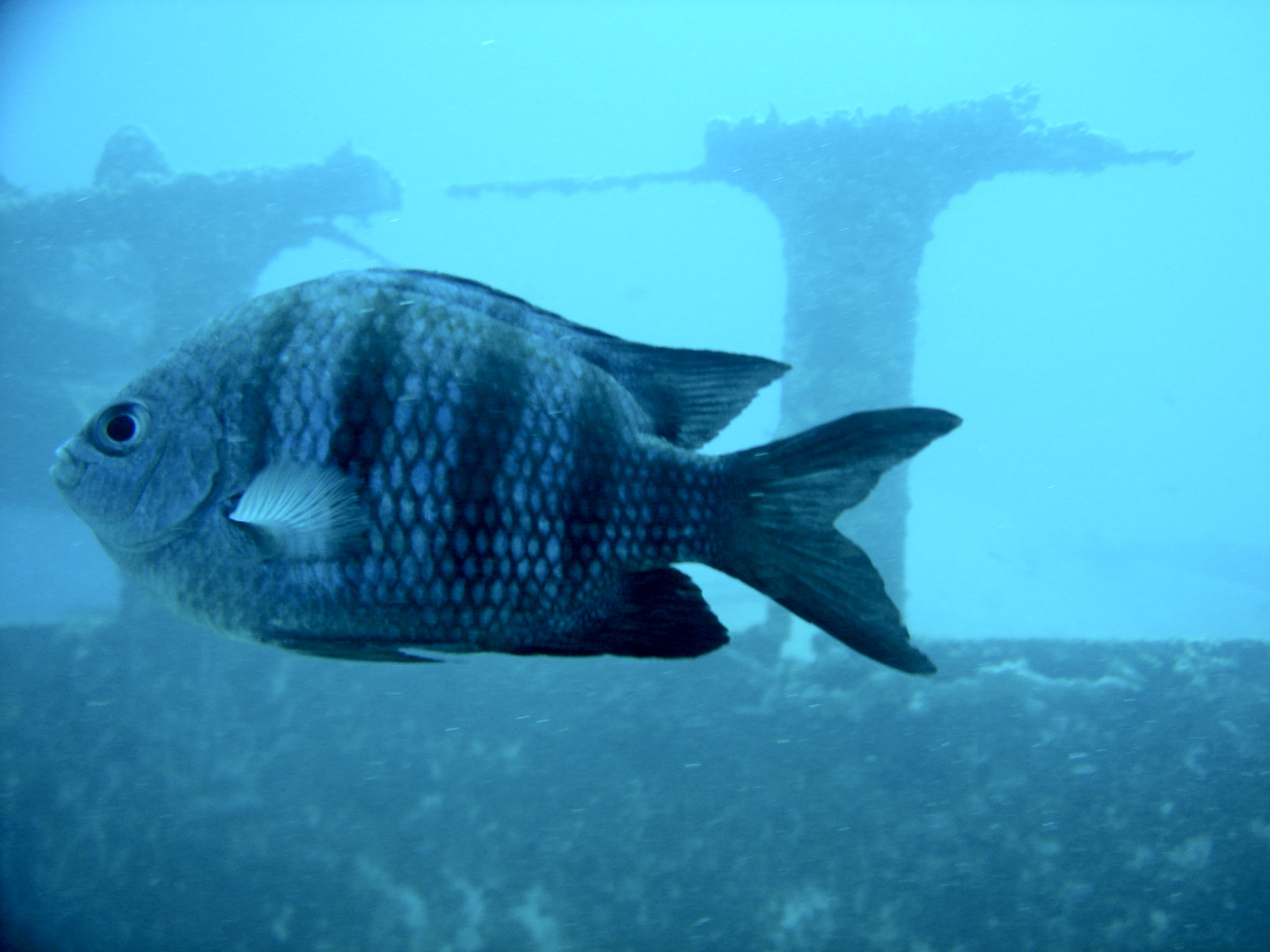 Republique_dominicaine_roadtrip_bayahibe_plongee_atlantic_princess_poisson