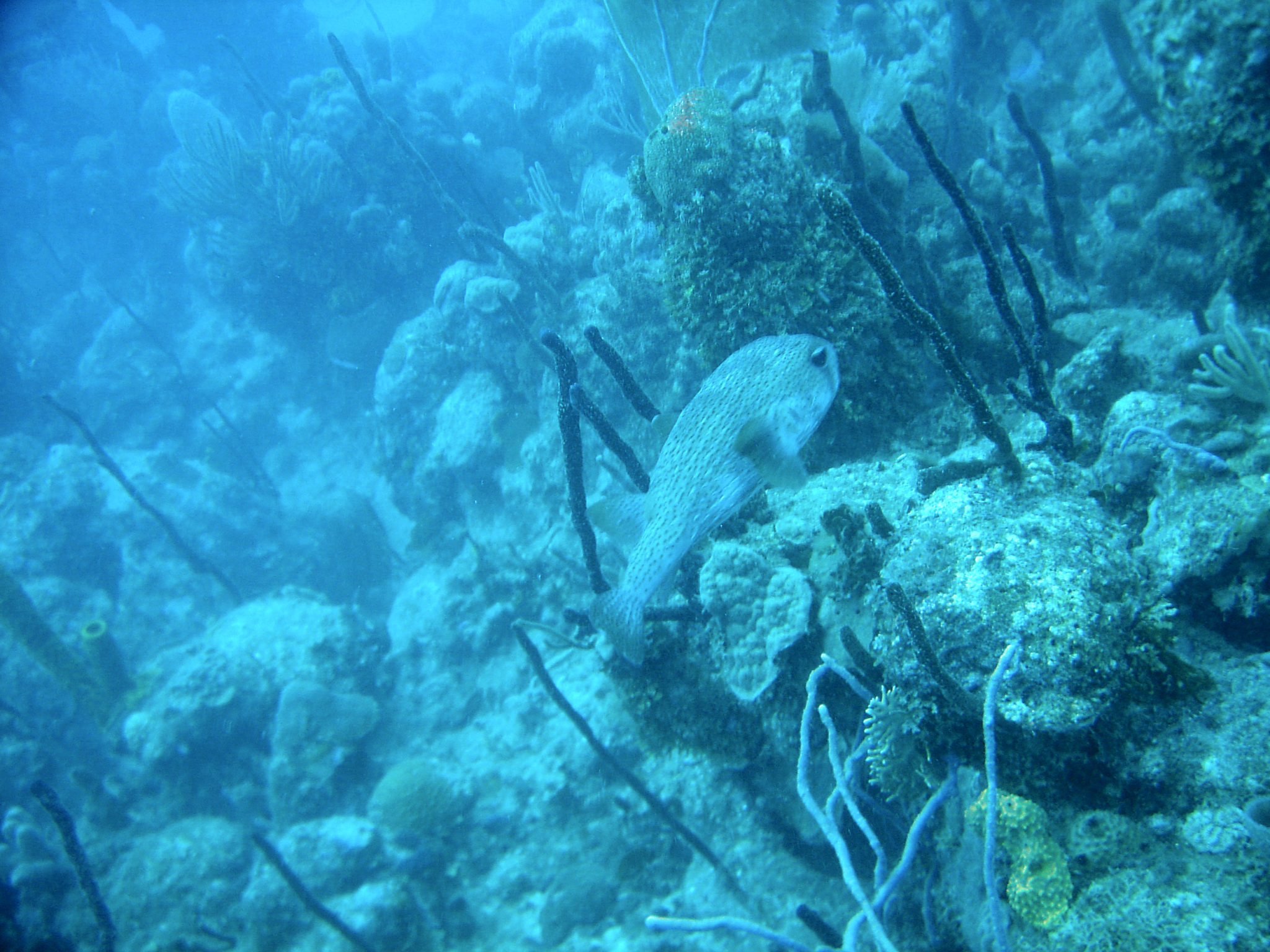 Republique_dominicaine_roadtrip_bayahibe_plongee_atlantic_princess_poisson_coffre