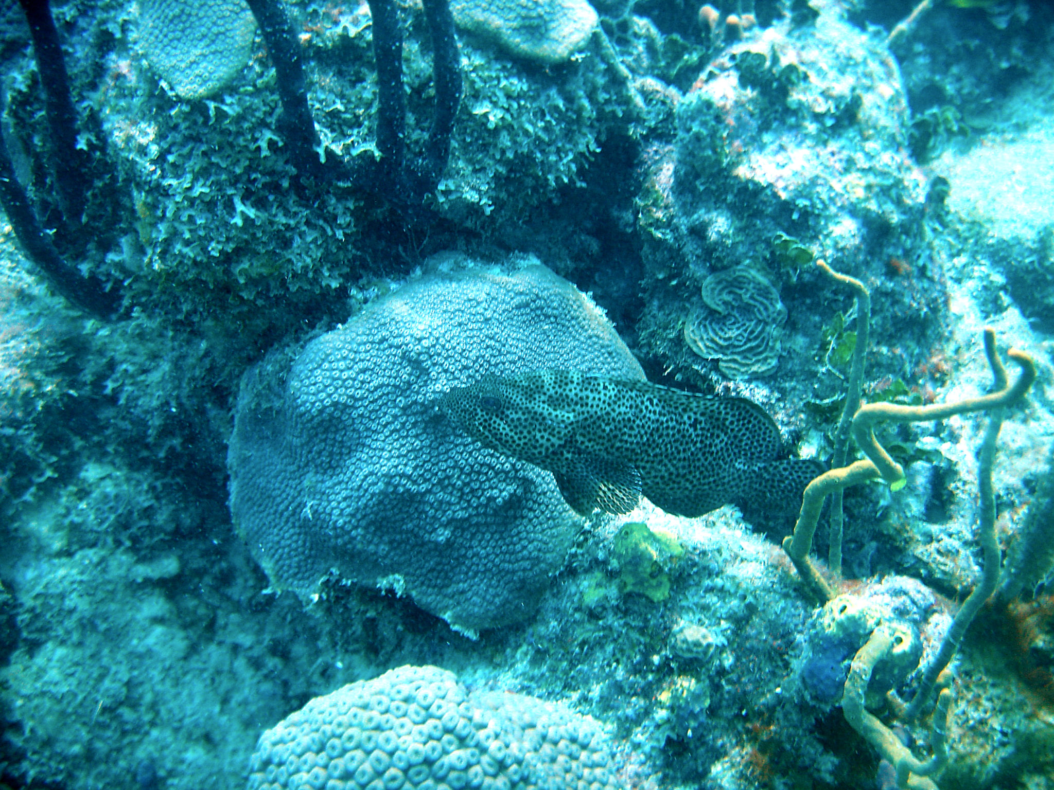 Republique_dominicaine_roadtrip_bayahibe_plongee_atlantic_princess_poisson_coraux