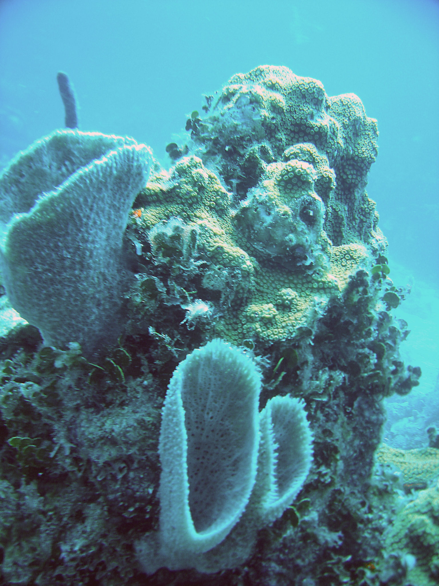 Republique_dominicaine_roadtrip_bayahibe_plongee_scubafun_coral_dominicus_reef