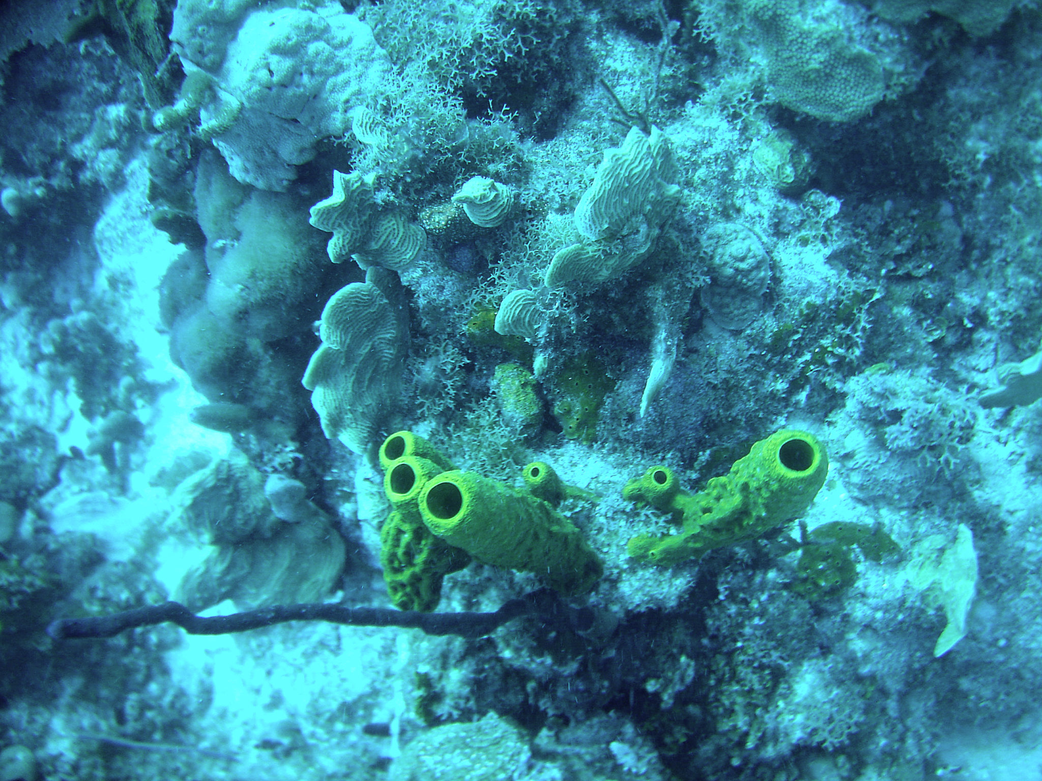 Republique_dominicaine_roadtrip_bayahibe_plongee_scubafun_coraux_dominicus_reef