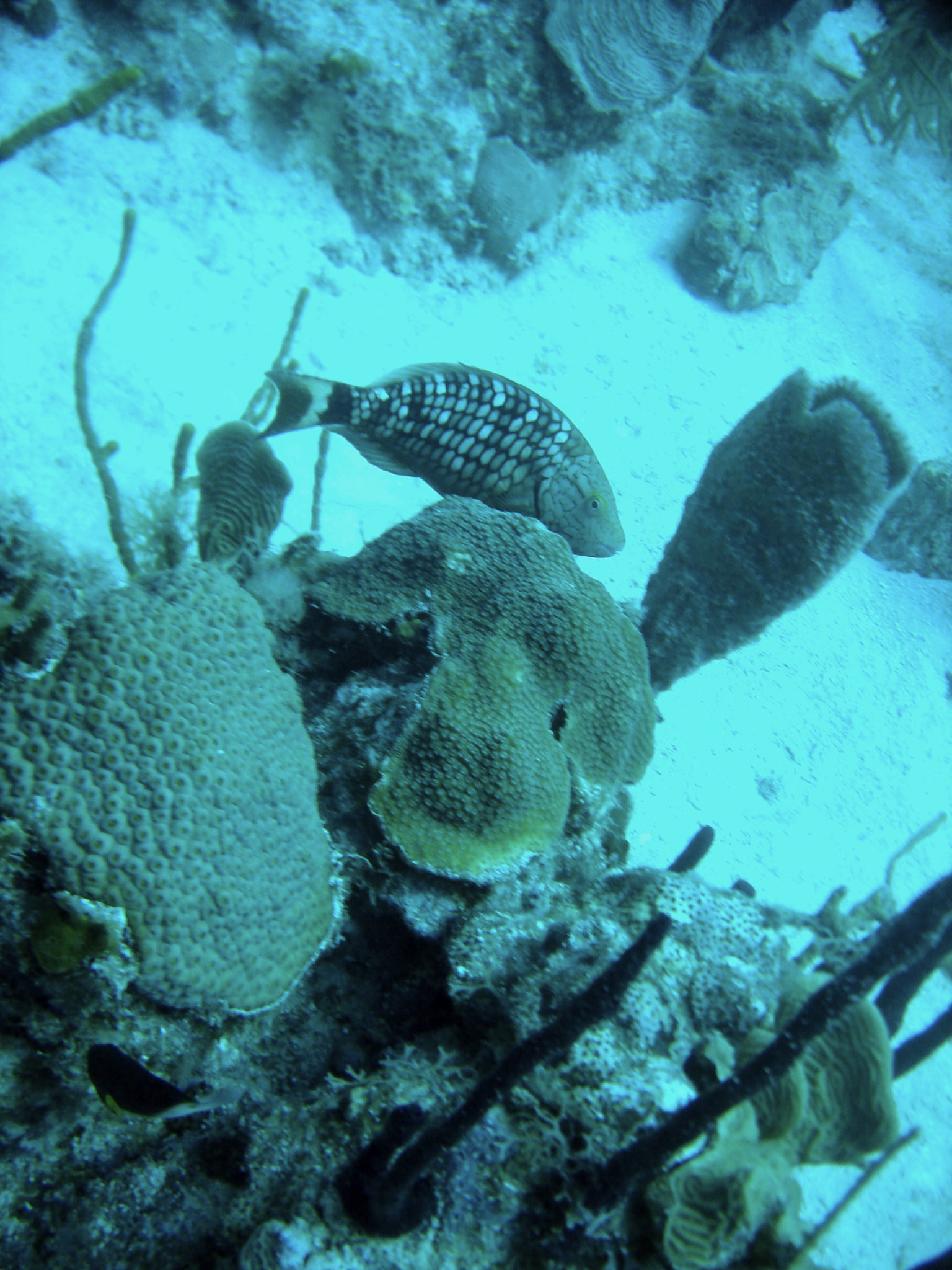 Republique_dominicaine_roadtrip_bayahibe_plongee_scubafun_coraux_poisson_dominicus_reef