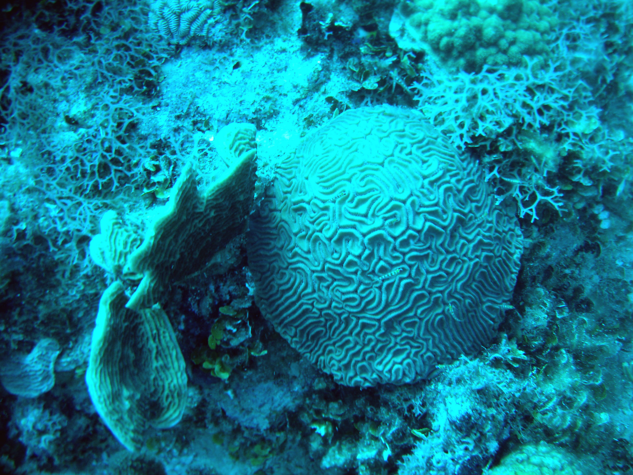 Republique_dominicaine_roadtrip_bayahibe_plongee_scubafun_coraux_ronds_dominicus_reef