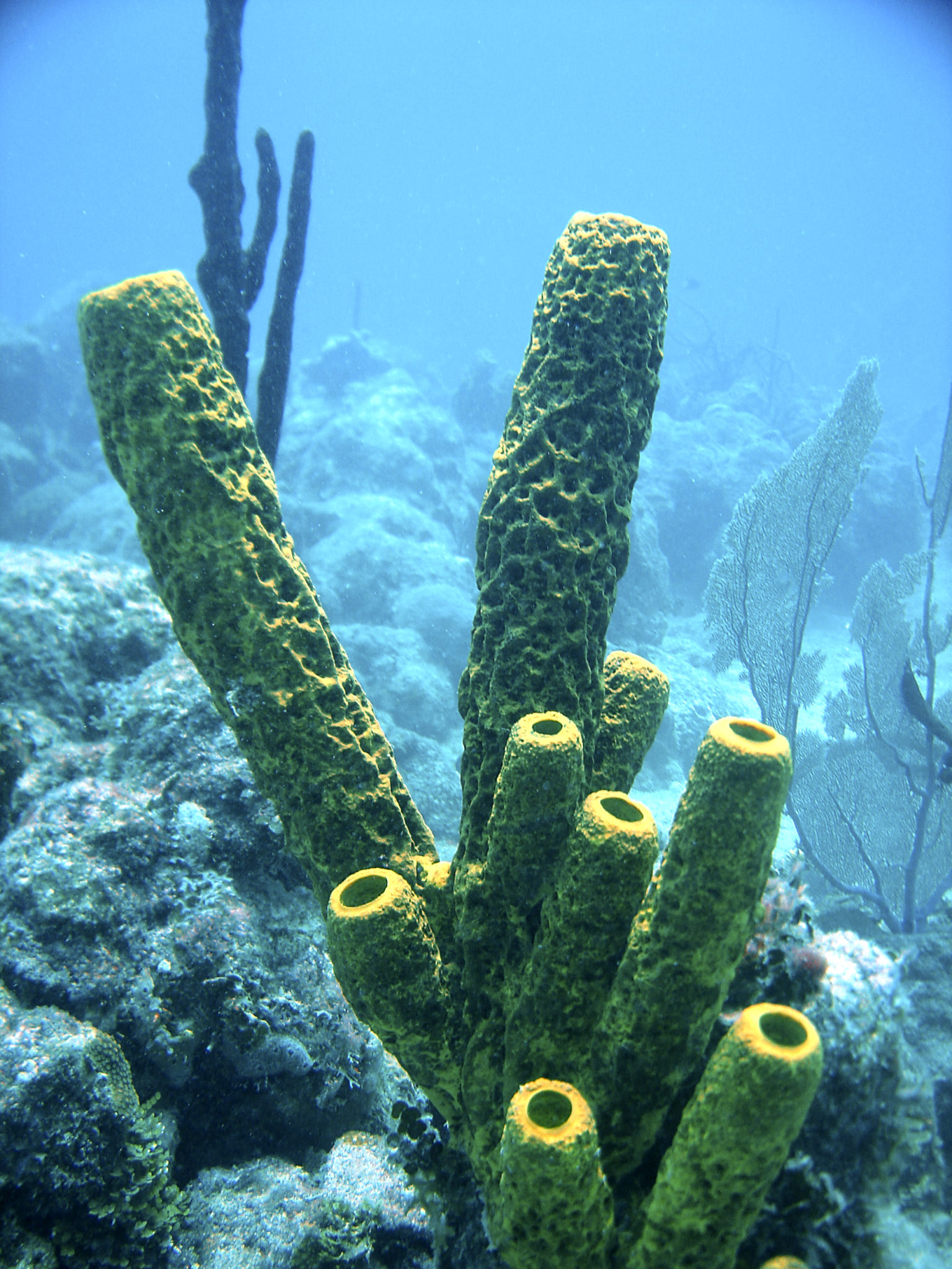 Republique_dominicaine_roadtrip_bayahibe_plongee_scubafun_coraux_tube_atlantic_princess