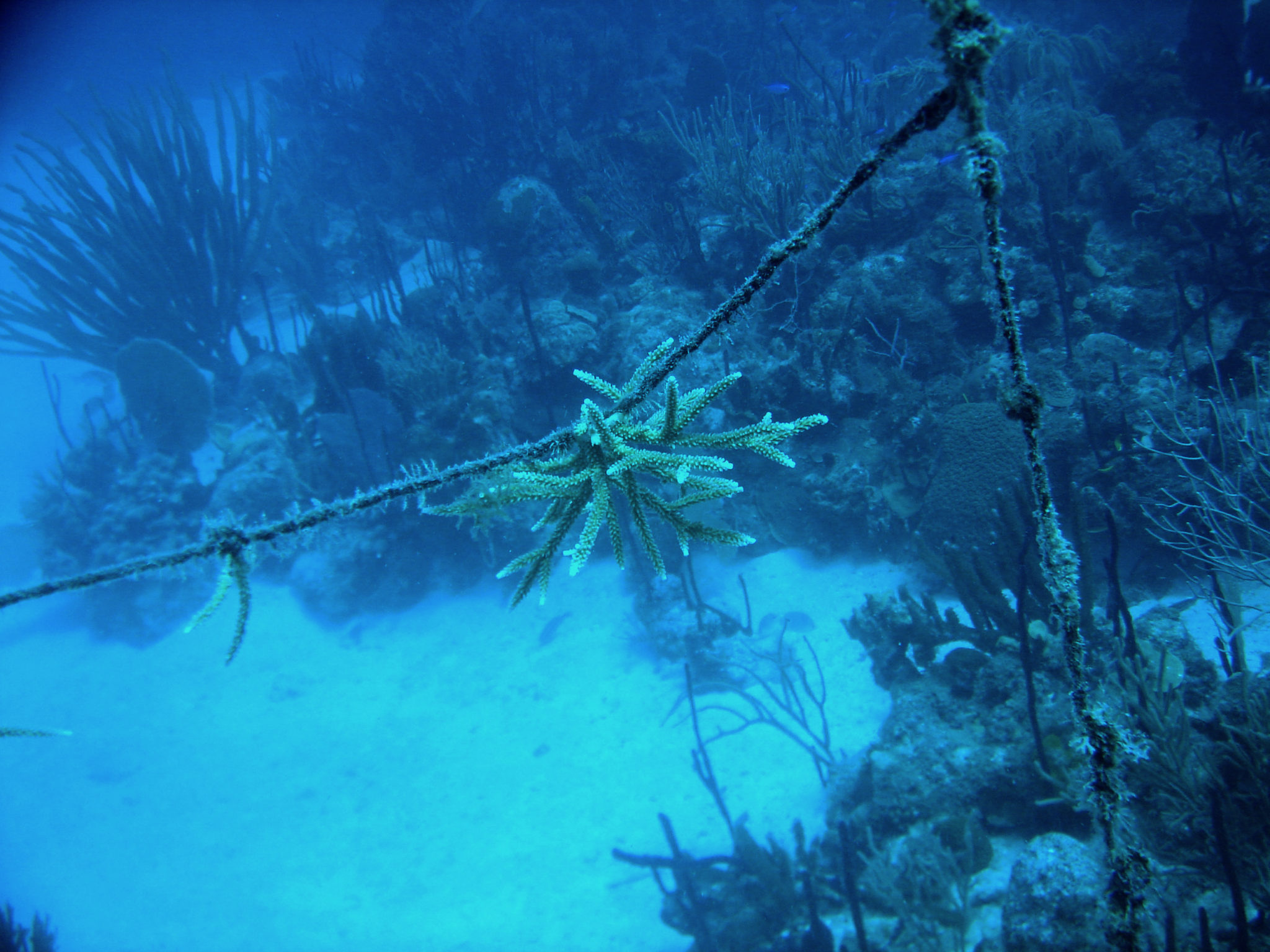 Republique_dominicaine_roadtrip_bayahibe_plongee_scubafun_corde_coraux_dominicus_reef