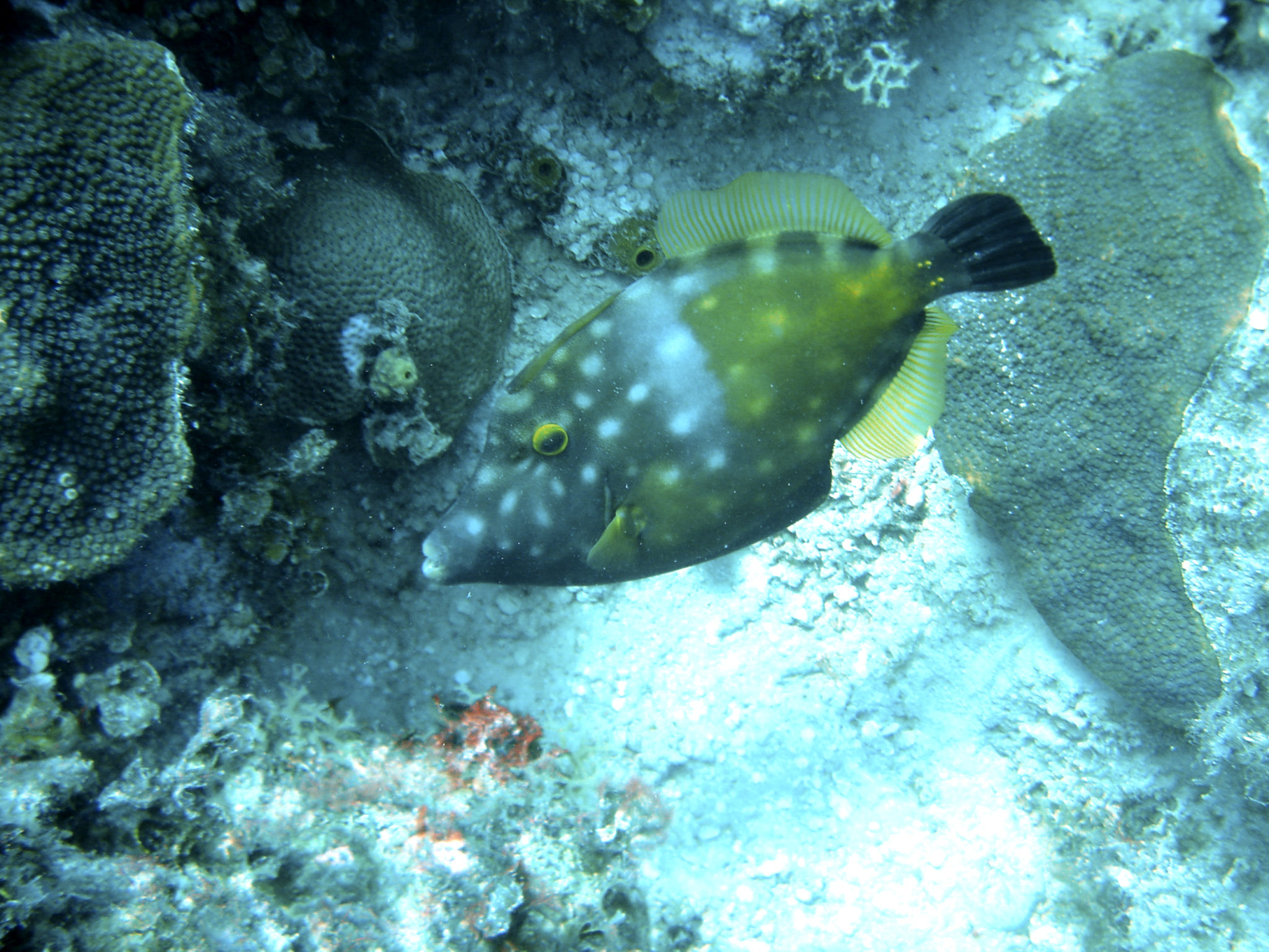 Republique_dominicaine_roadtrip_bayahibe_plongee_scubafun_poisson_caraibes_dominicus_reef