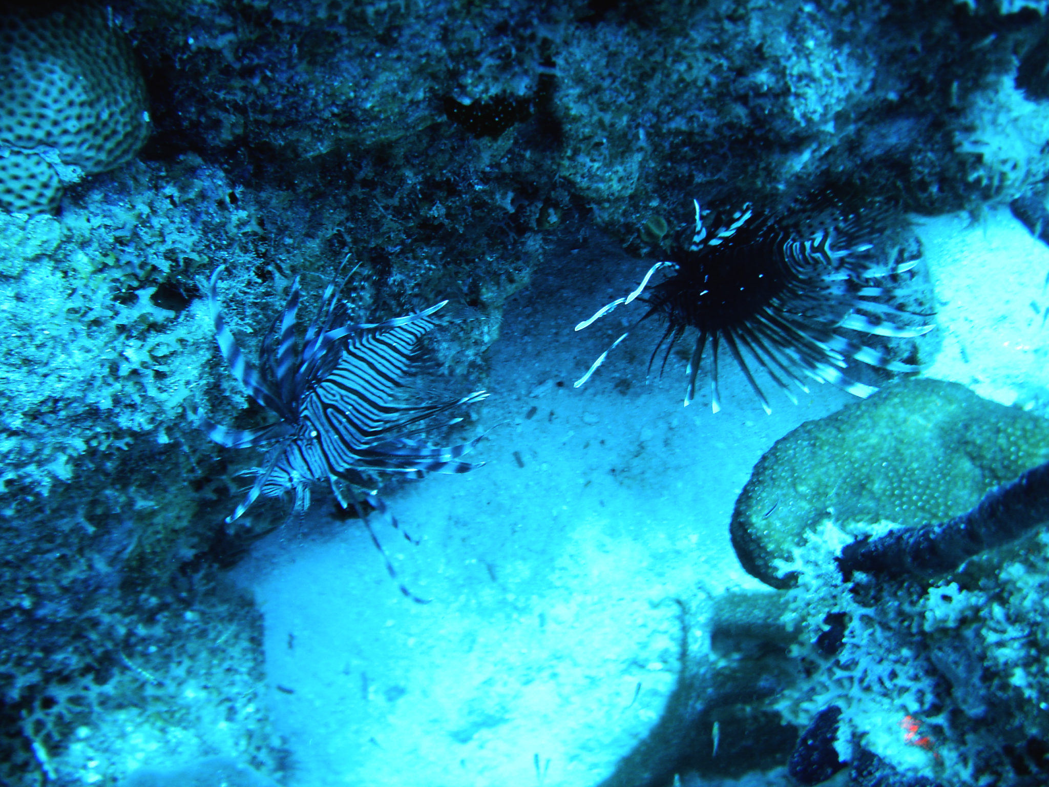 Republique_dominicaine_roadtrip_bayahibe_plongee_scubafun_rascasse_dominicus_reef