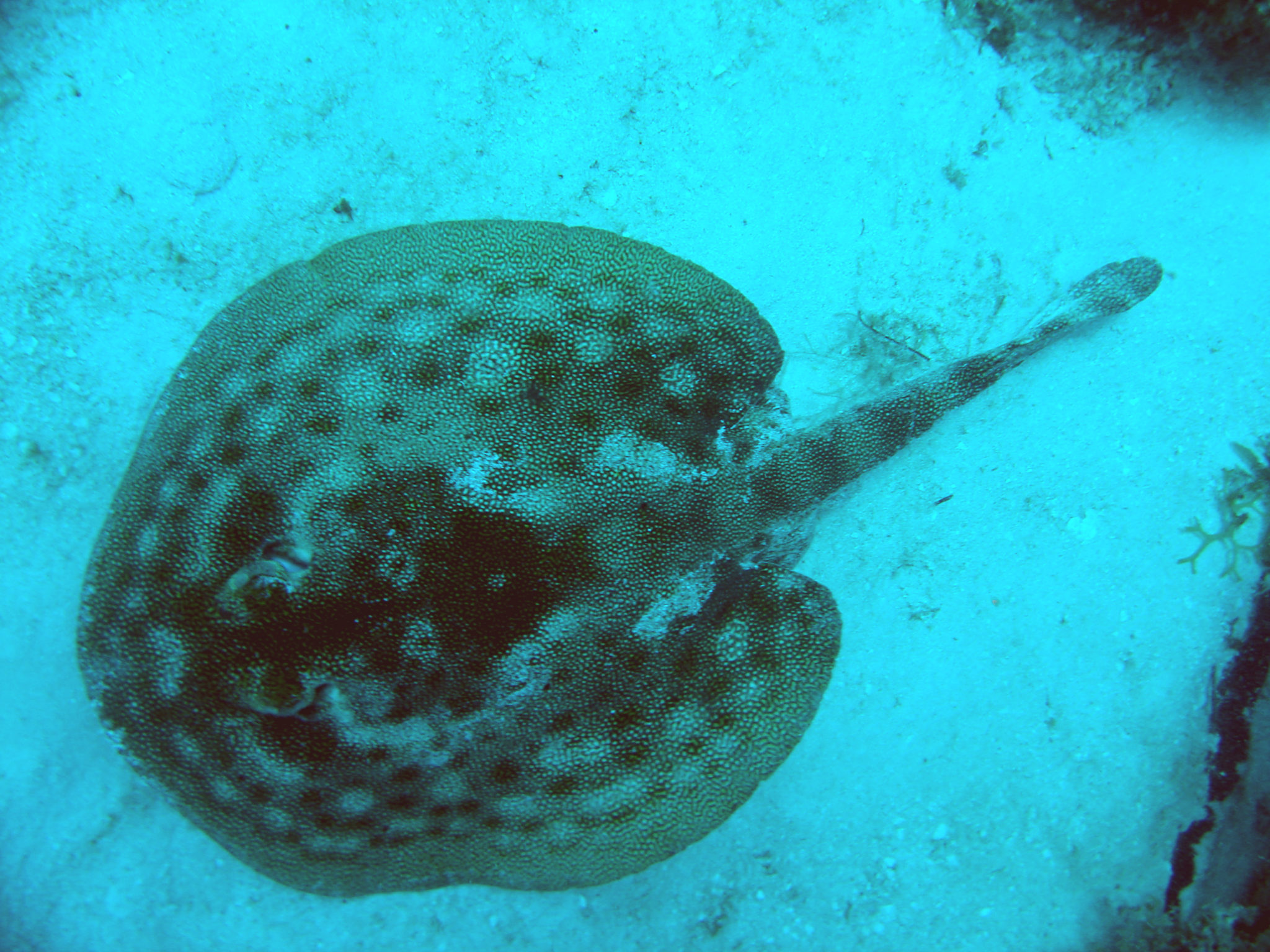 Republique_dominicaine_roadtrip_bayahibe_plongee_scubafun_stingray_dominicus_reef