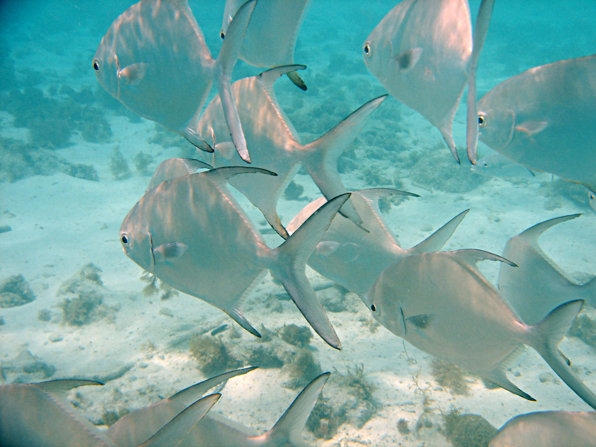 Republique_dominicaine_roadtrip_voyage_bahia_banc_poisson_snorkeling