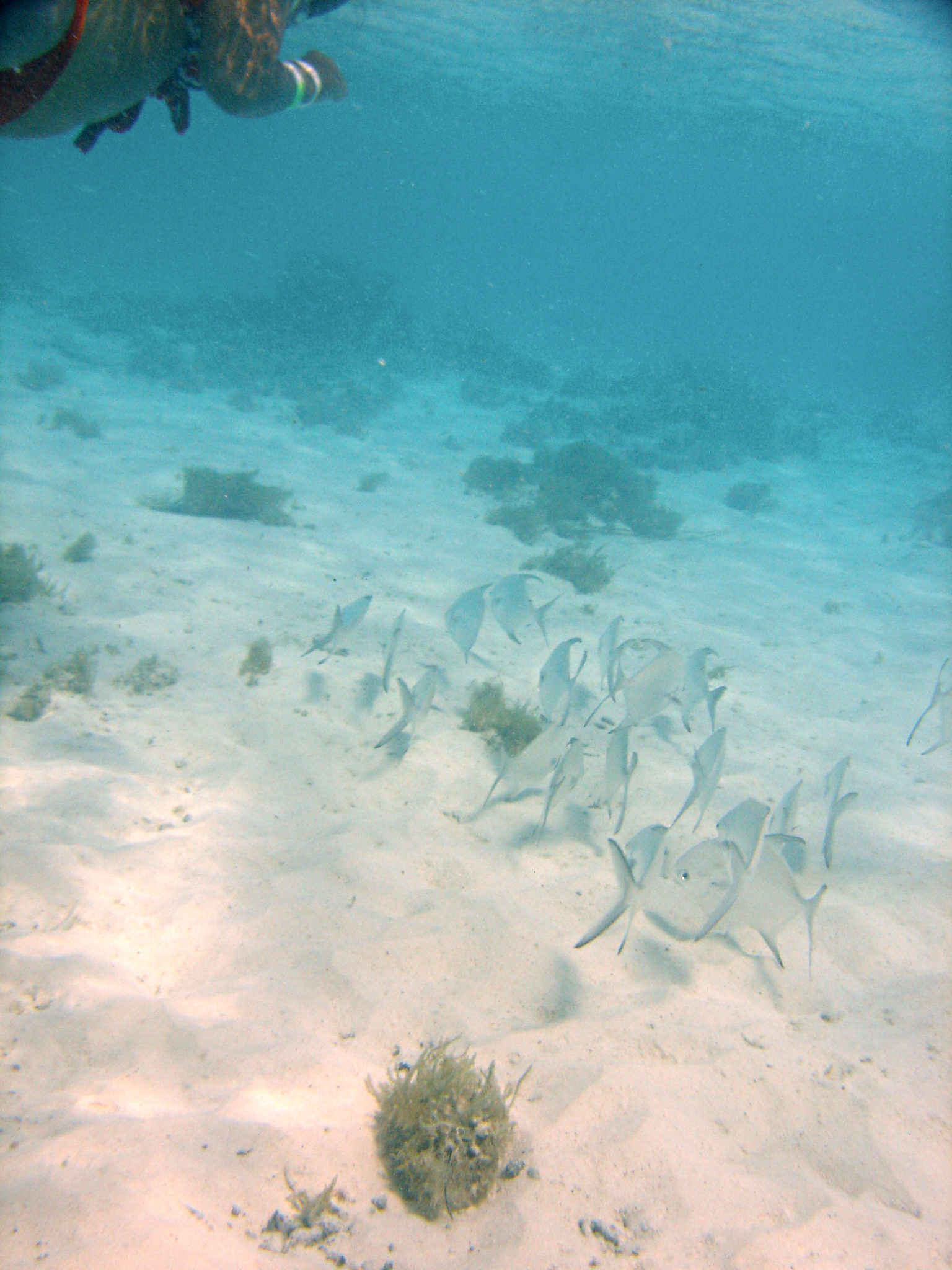 Republique_dominicaine_roadtrip_voyage_bahia_banc_poisson_snorkeling_hema