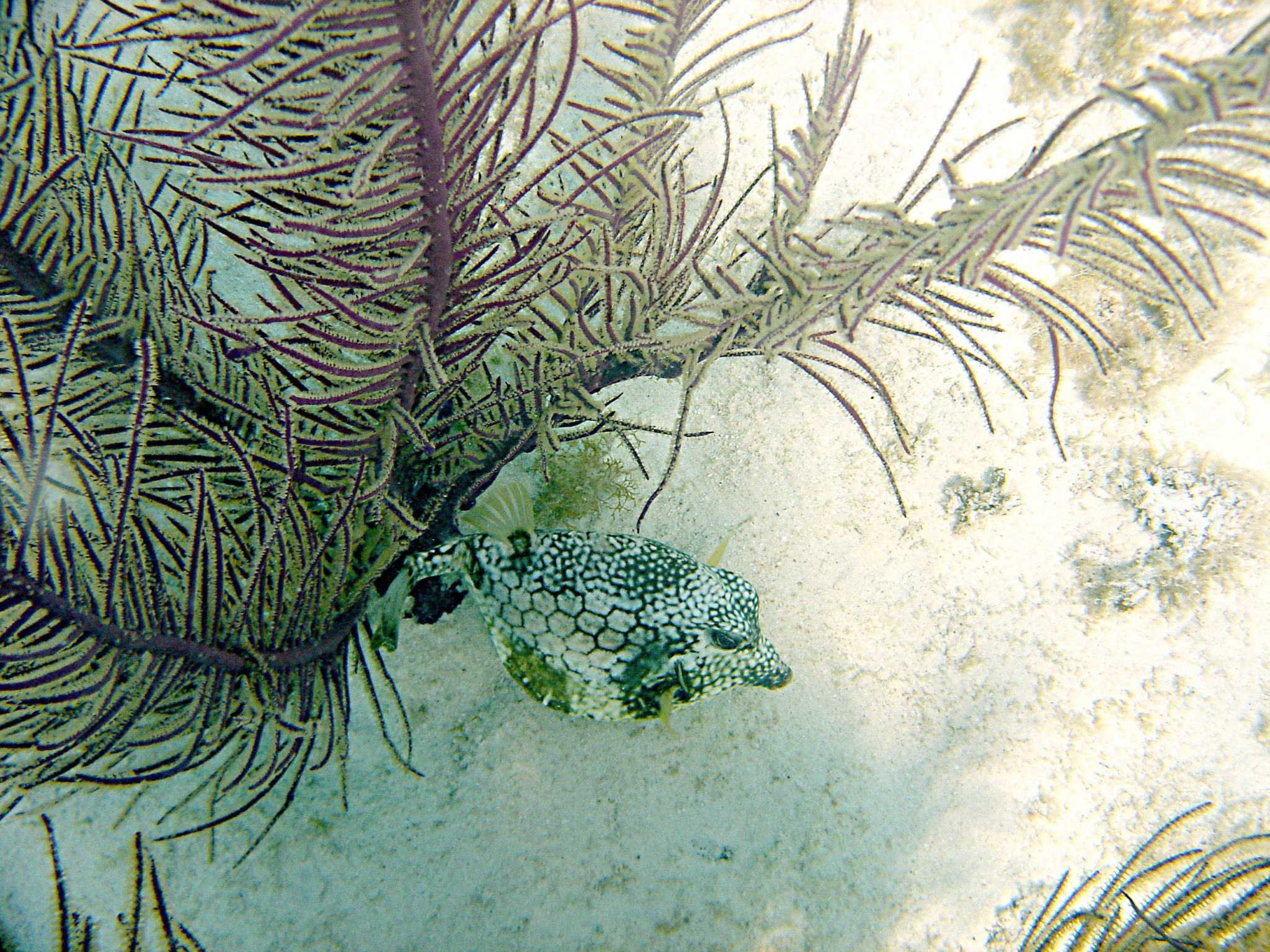 Republique_dominicaine_roadtrip_voyage_bahia_poisson_coffre_snorkeling