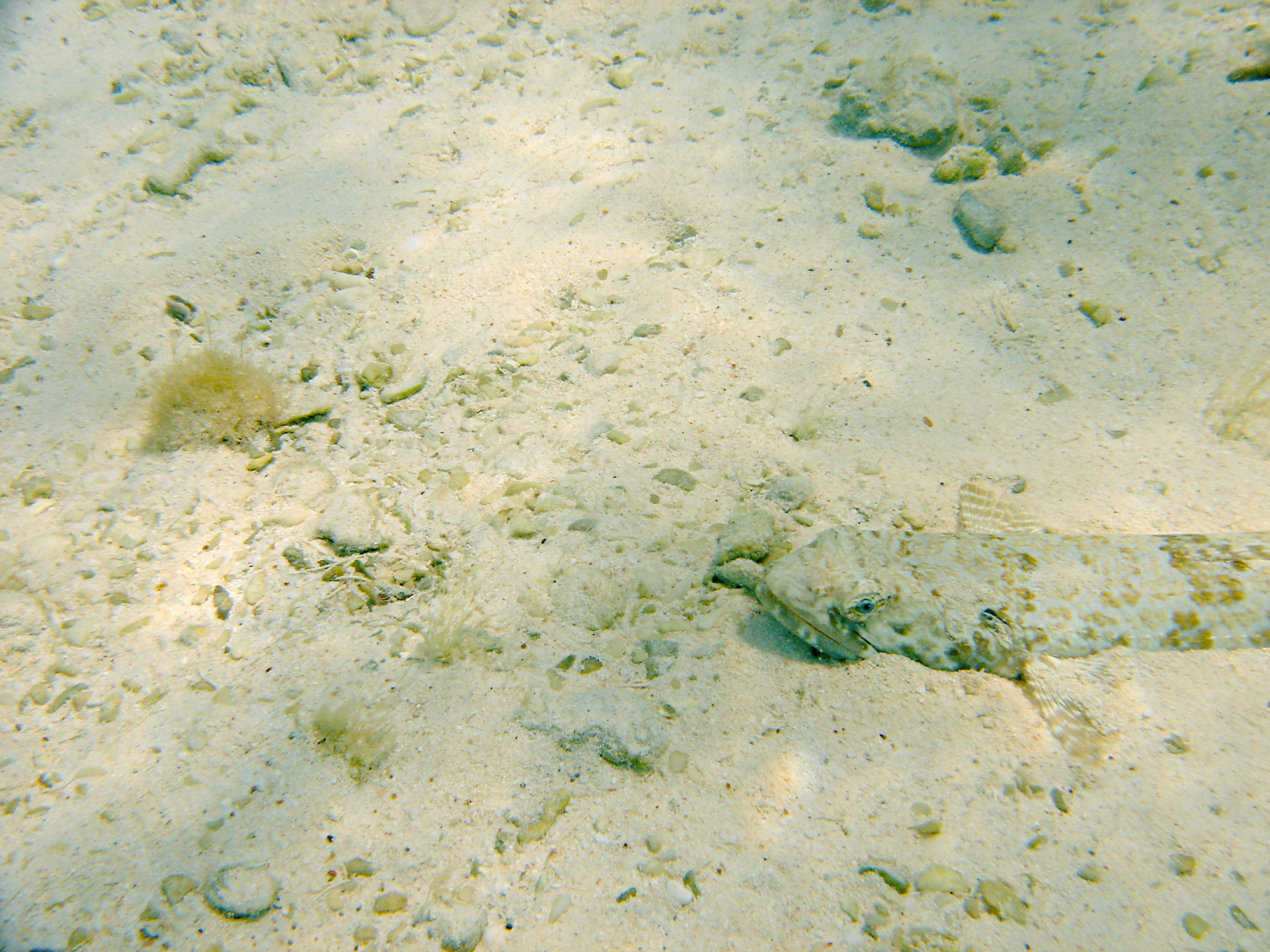 Republique_dominicaine_roadtrip_voyage_bahia_poisson_sable_snorkeling