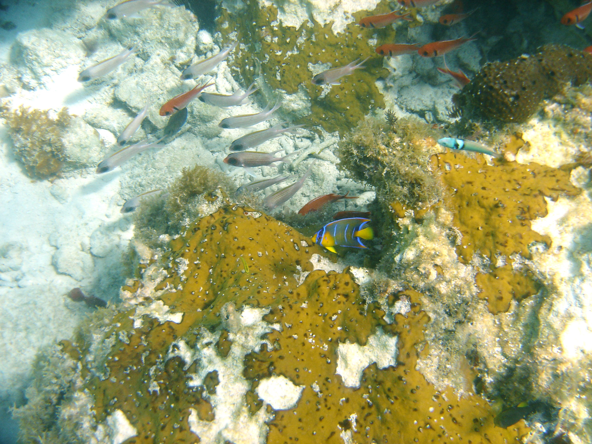 Republique_dominicaine_roadtrip_voyage_bahia_poissons_snorkeling