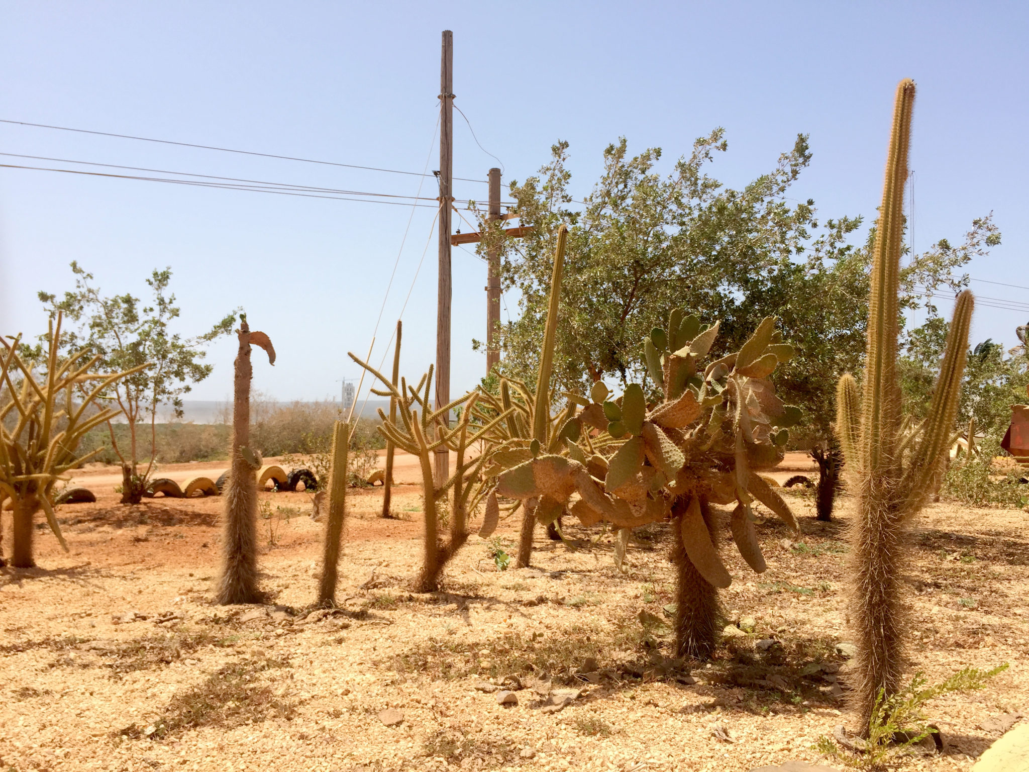 Republique_dominicaine_roadtrip_voyage_paysage_rouge_cactus_cabo_rojo