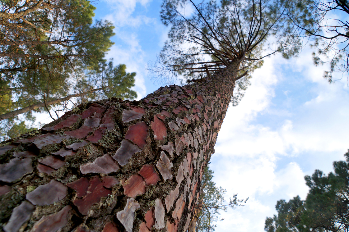 Rustrel_colorado_provencal_arbre_ecorce