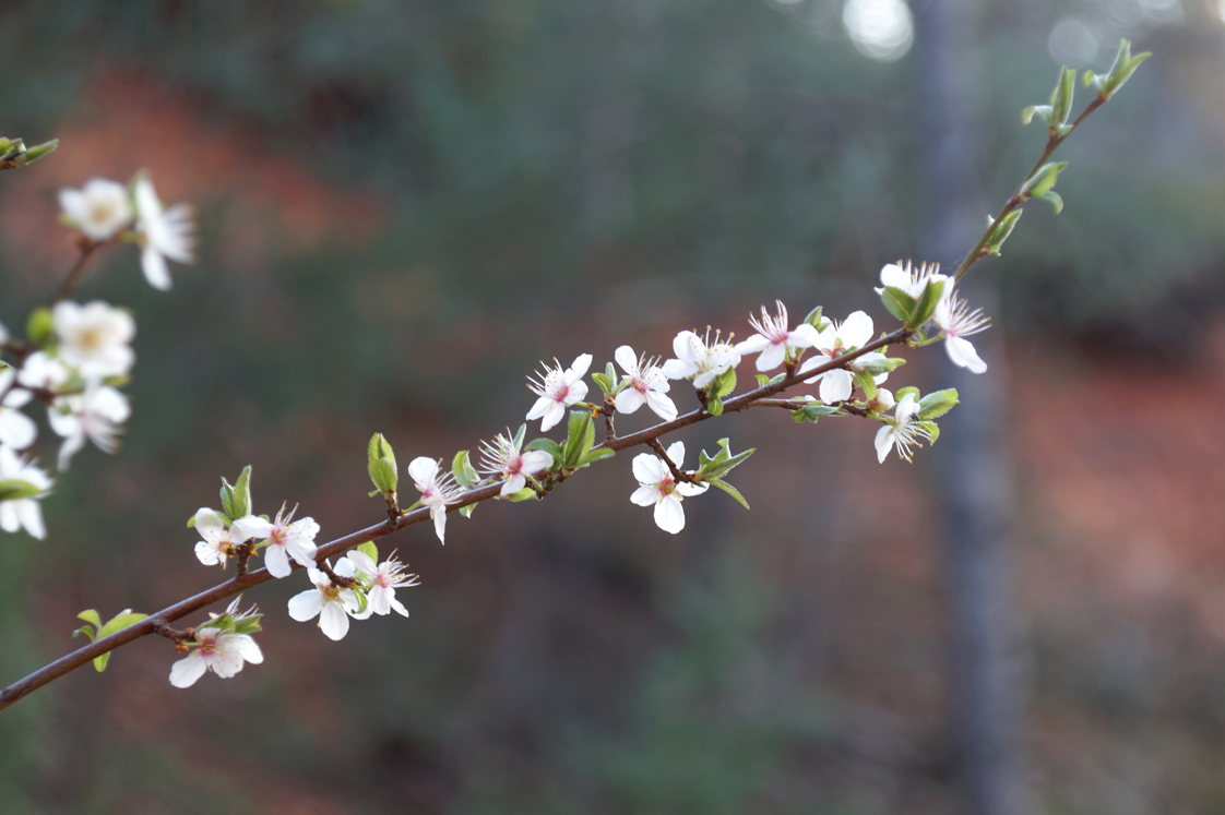 Rustrel_colorado_provencal_fleurs_branche