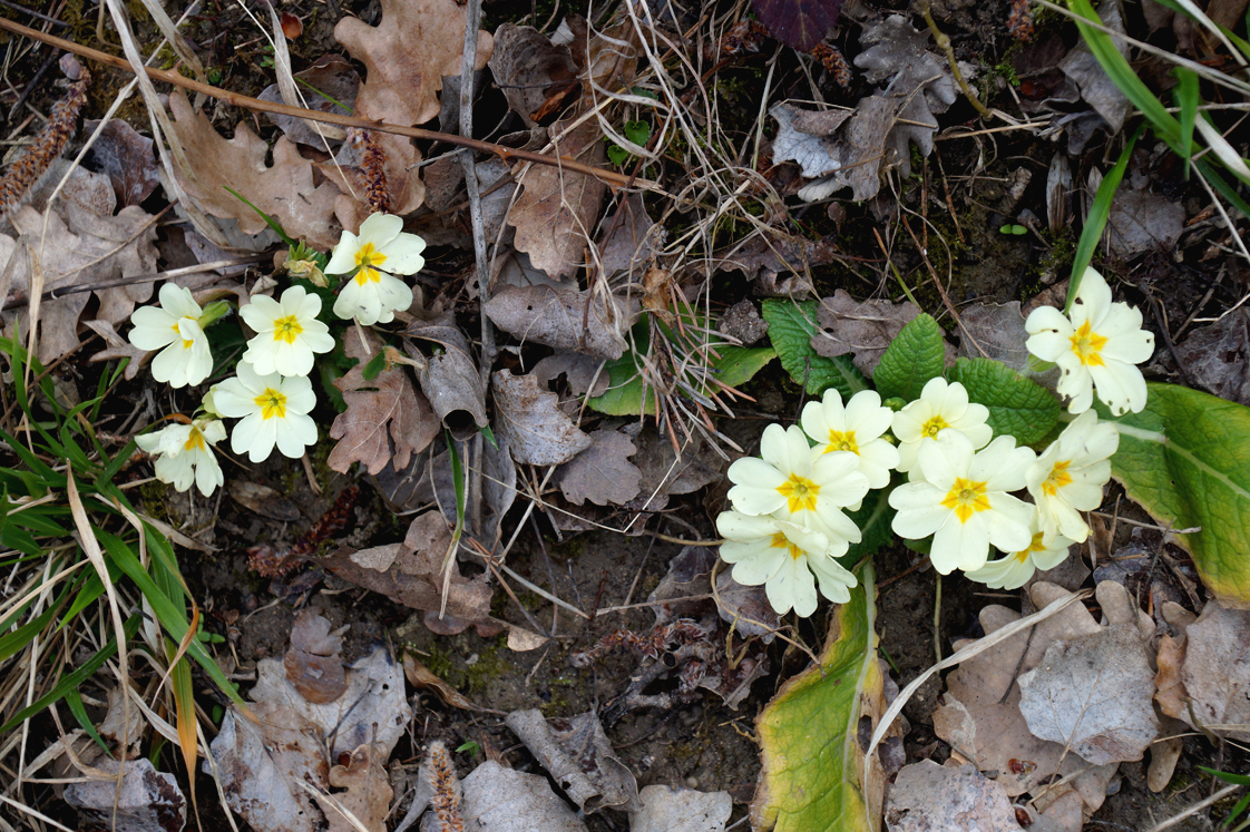 Rustrel_colorado_provencal_fleurs_sentier