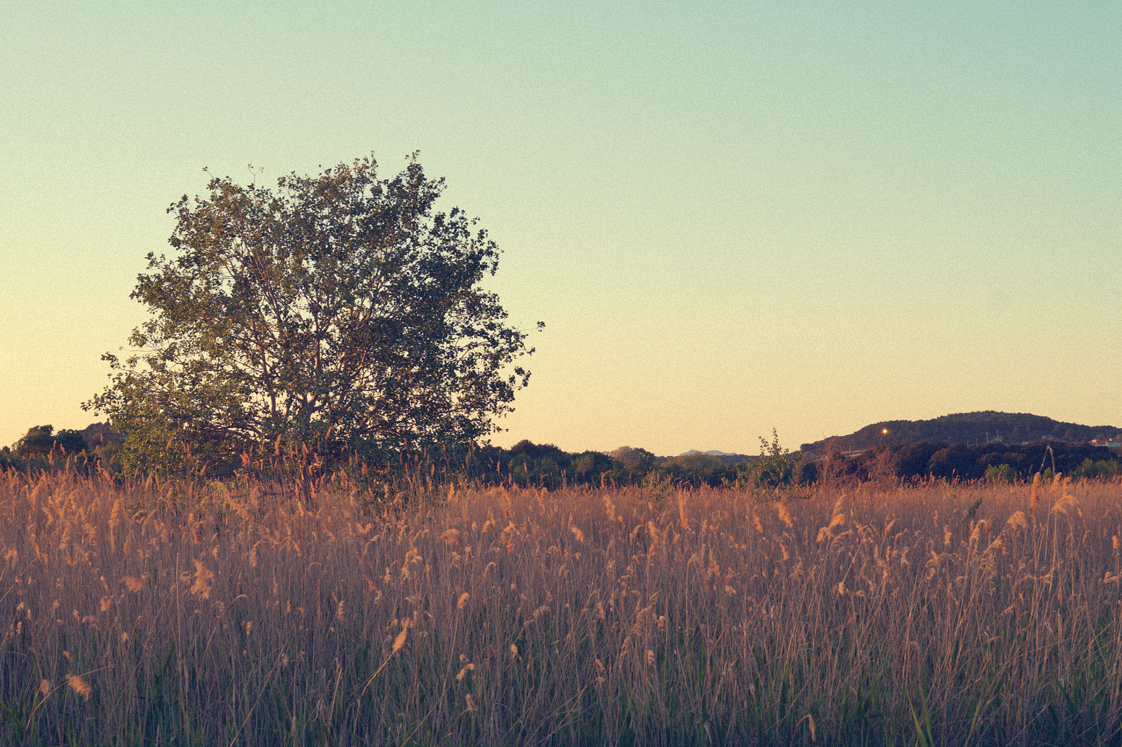 Hema_pose_ses_valises_la_petite_camargue_arbre_coucher_soleil