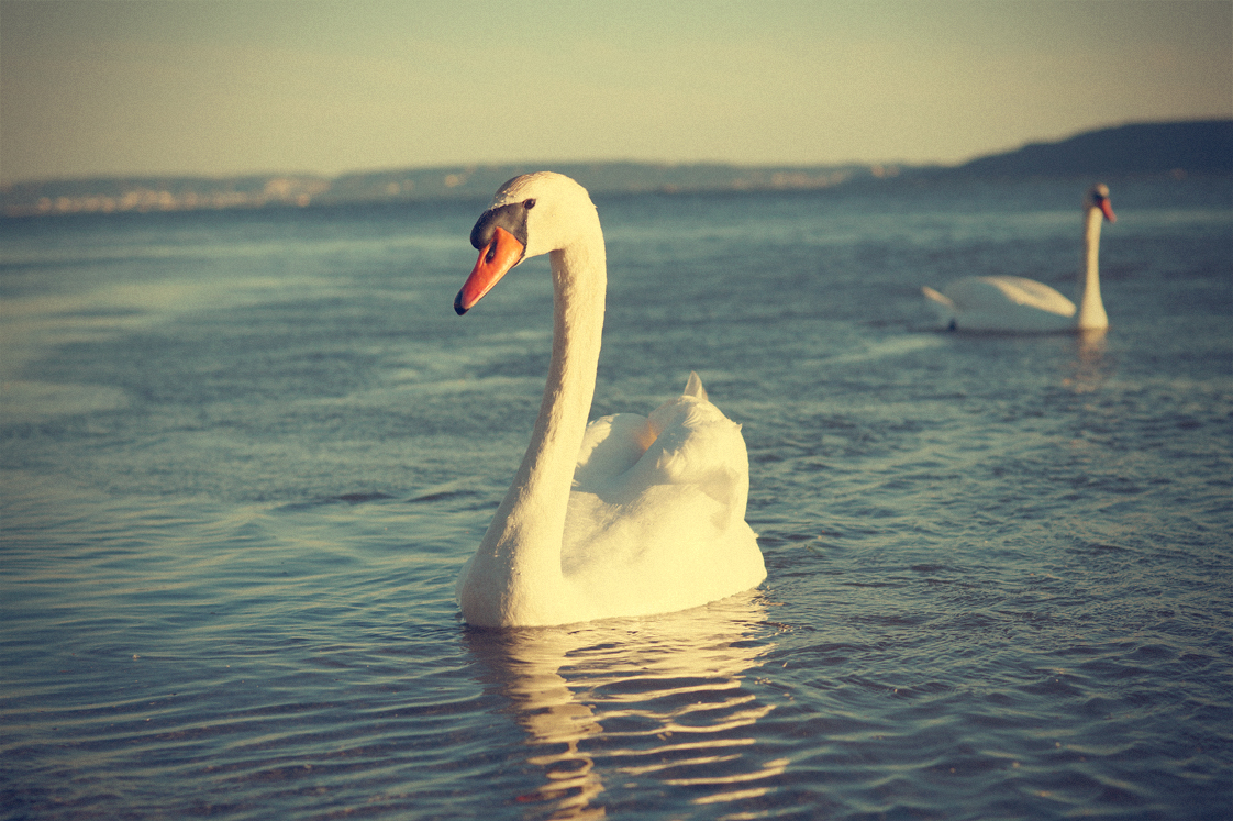 Hema_pose_ses_valises_la_petite_camargue_cygne_etang_berre