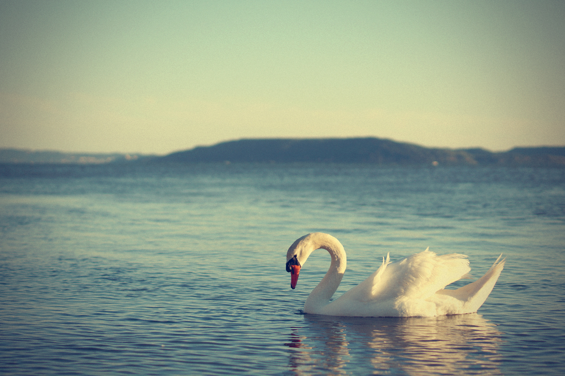 Hema_pose_ses_valises_la_petite_camargue_cygne_etant_berre-vintage