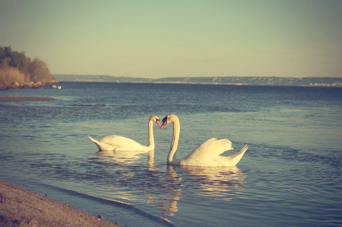 Hema_pose_ses_valises_la_petite_camargue_cygnes_couple_coeur