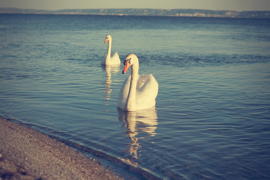 Hema_pose_ses_valises_la_petite_camargue_cygnes_couple_rive