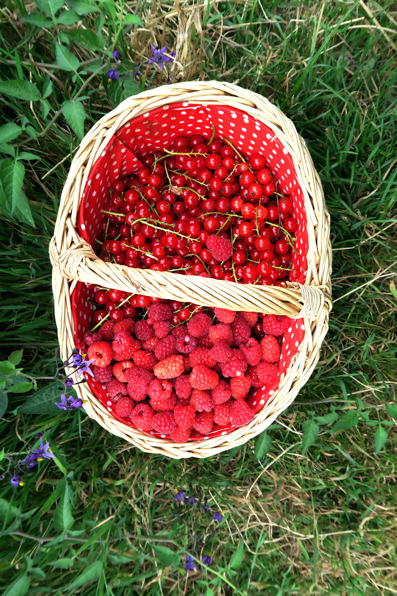 Hema_pose_ses_valises_fermes_de_gally_cueillette_fruits_rouges_groseille_framboise_panier