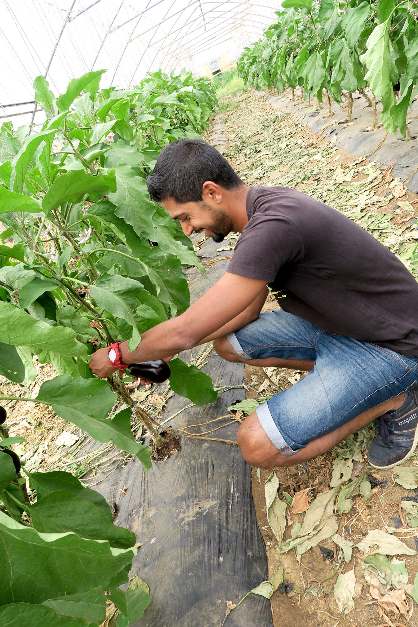Hema_pose_ses_valises_fermes_de_gally_cueillette_legumes_chris